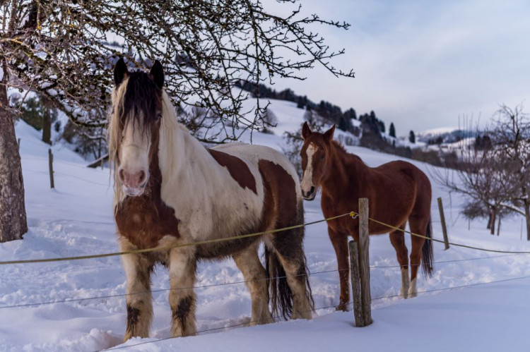 Die Quellenhof-Pferde

