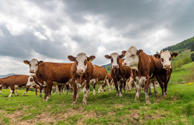 Vorderwälder Milchvieh